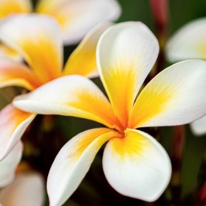 白いプルメリアの花の写真
