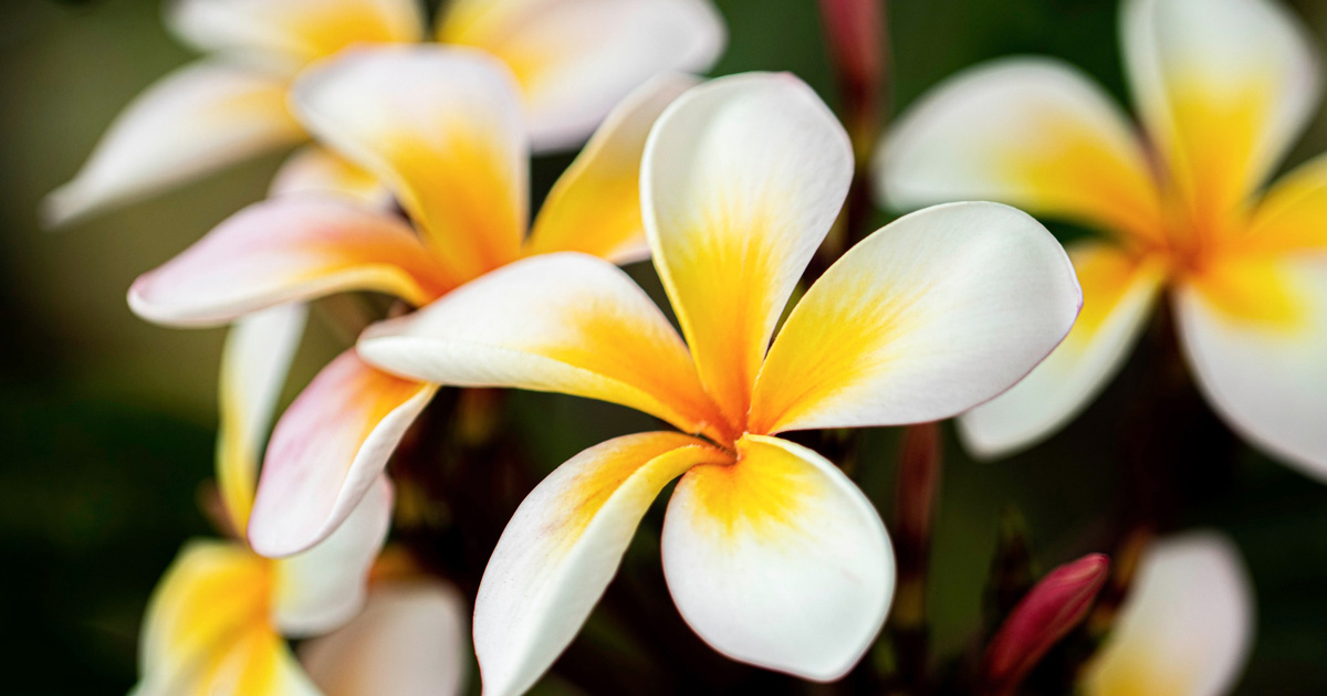 白いプルメリアの花の写真