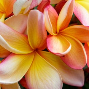 黄色とピンクのコントラストが美しいプルメリアの花の写真