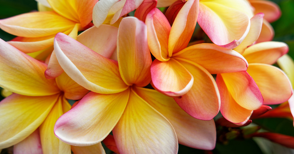 黄色とピンクのコントラストが美しいプルメリアの花の写真