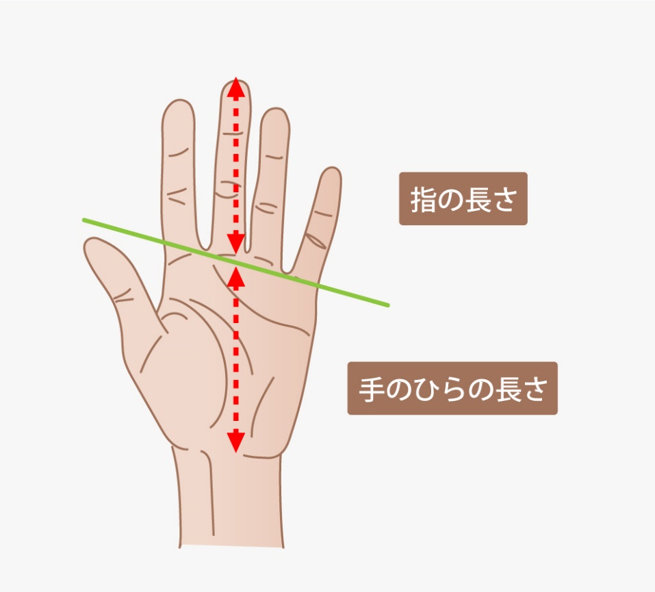 指の長さの測り方