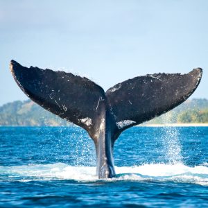 クジラの尻尾が海面から飛び出し、水飛沫をあげている写真