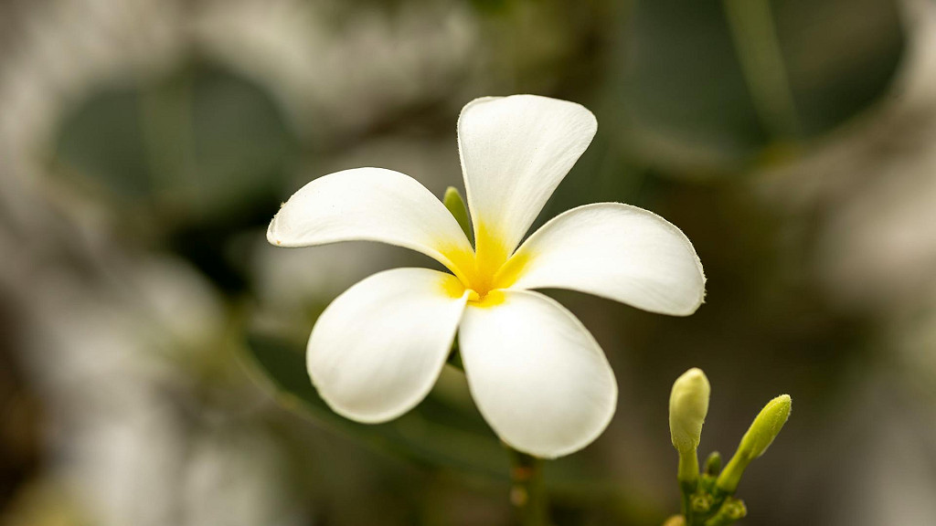 5枚の花びらをもつ白いプルメリアの花が一輪咲いている写真