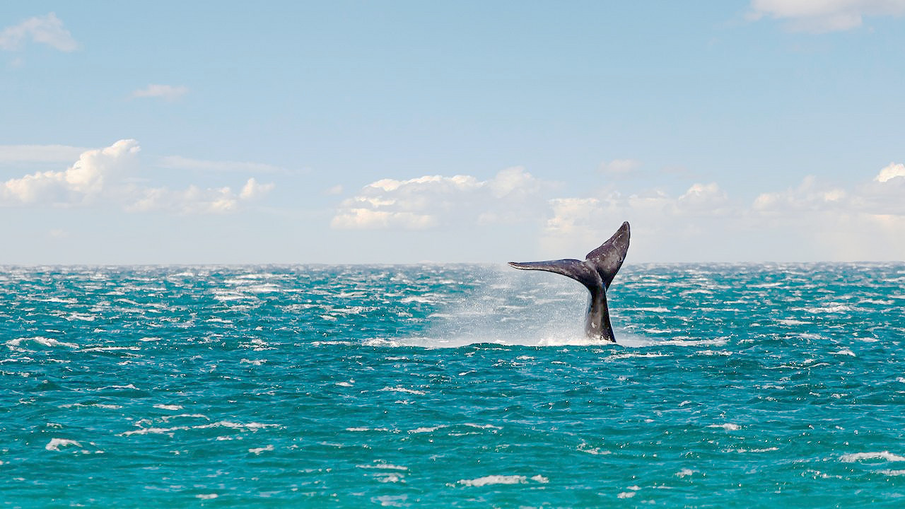 海面から現れたクジラの尾