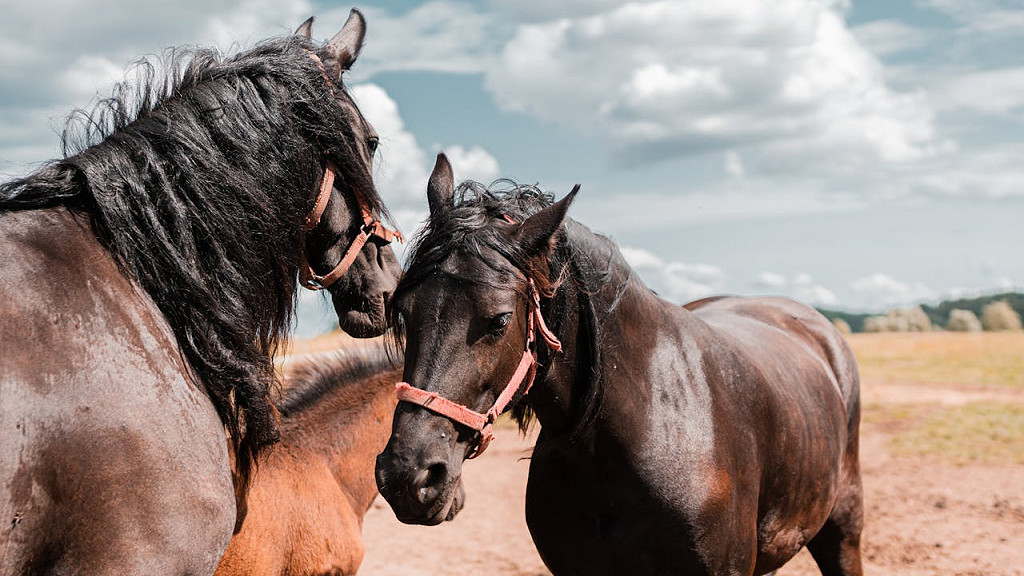 ハワイの馬文化やパニオロ文化をイメージした馬の写真