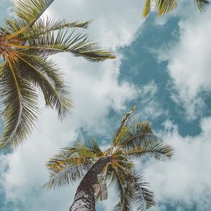 ハワイの心地よい気候と文化を象徴する、青い空を見上げるヤシの木の写真